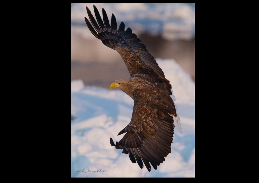 w-t eagle 15-