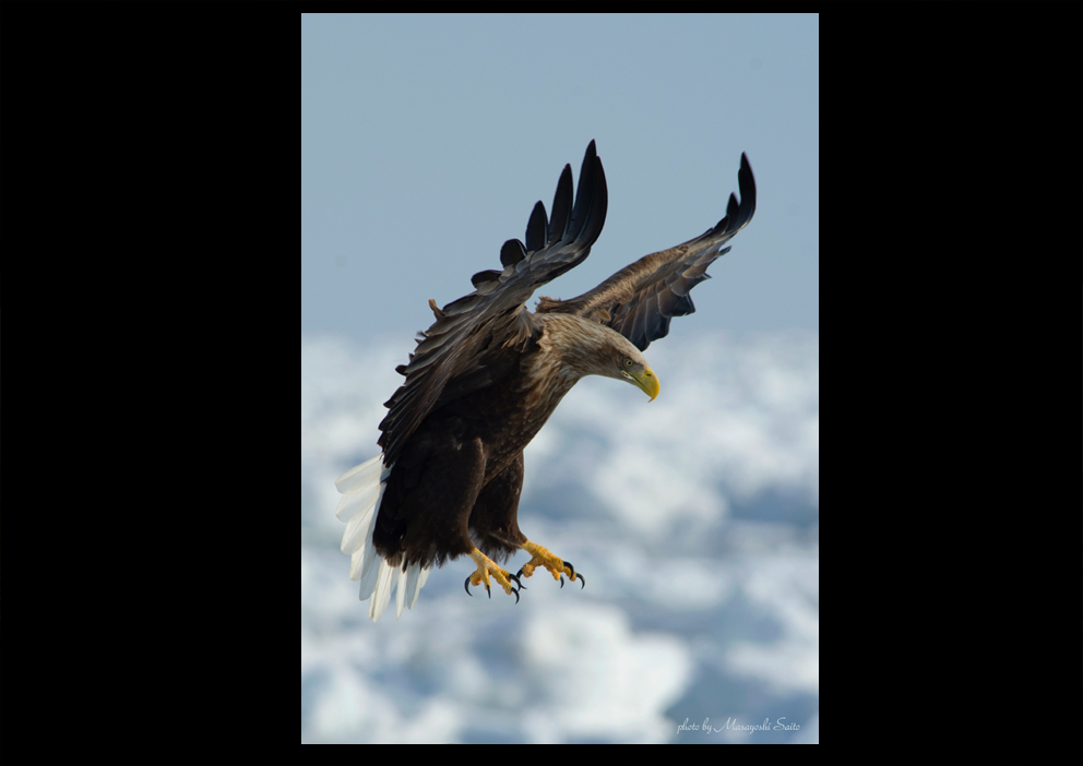 w-t eagle 35-