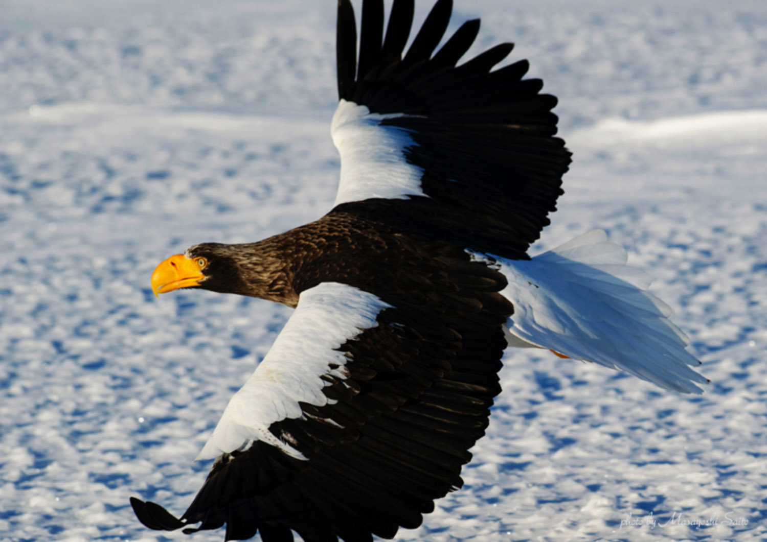 1500sea eagle 41